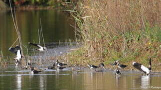 Northern Lapwing