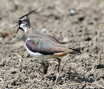 Northern Lapwing