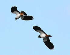 Northern Lapwing