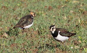 Northern Lapwing