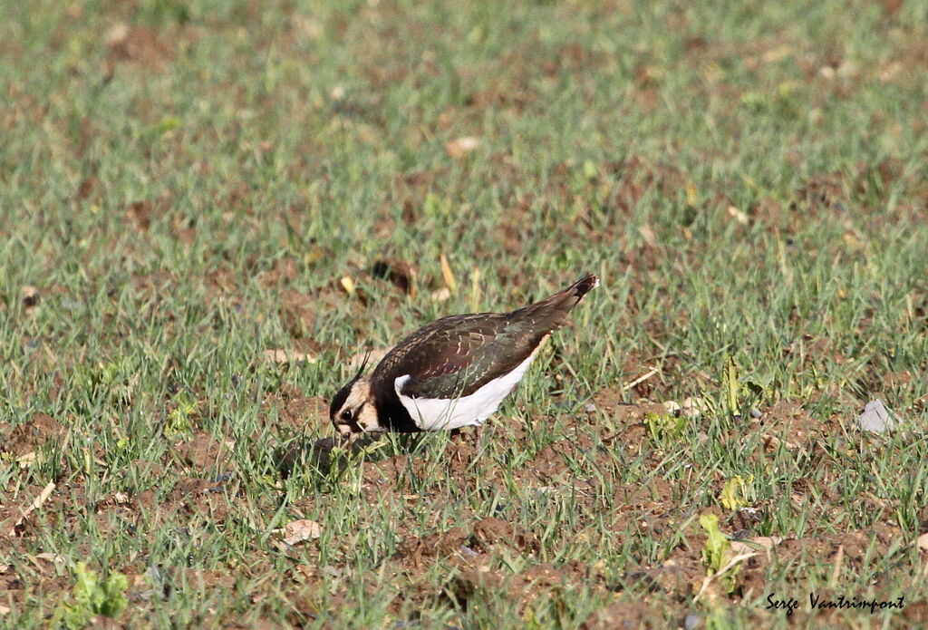 Northern Lapwing, feeding habits, Behaviour