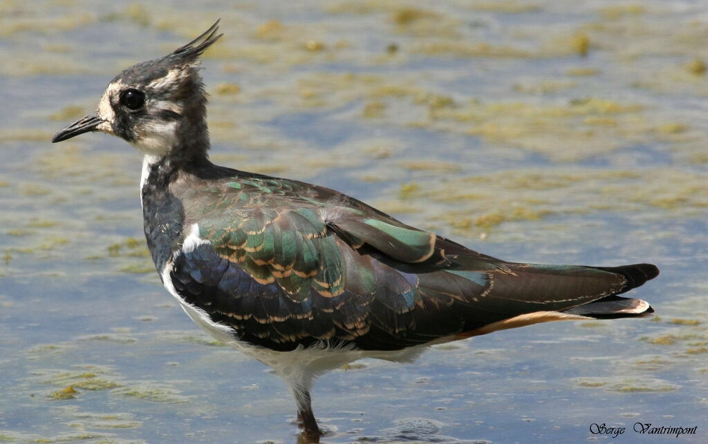 Northern Lapwing, Behaviour