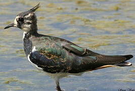 Northern Lapwing