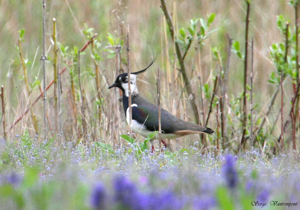 Northern Lapwing, Behaviour