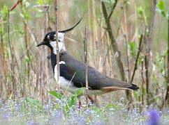 Northern Lapwing