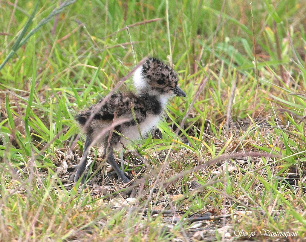 Northern LapwingFirst year, Reproduction-nesting