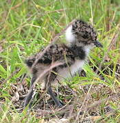 Northern Lapwing