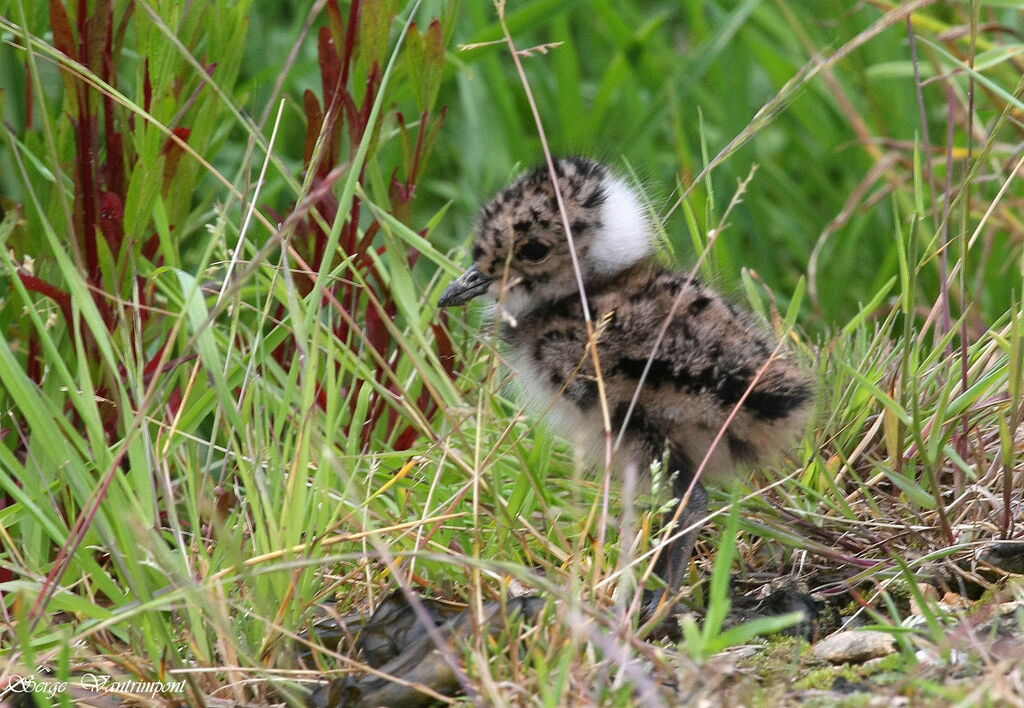 Northern LapwingFirst year, Reproduction-nesting