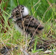 Northern Lapwing