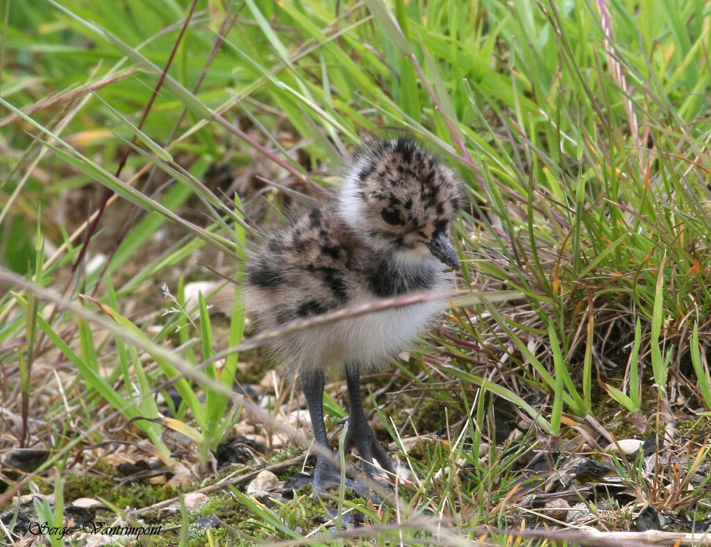 Northern LapwingFirst year, Reproduction-nesting