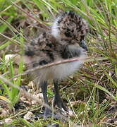 Northern Lapwing