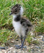 Northern Lapwing