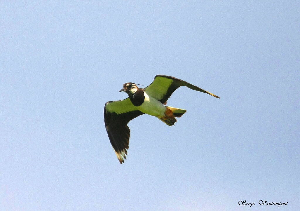 Northern Lapwing, Flight