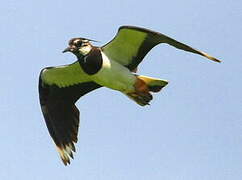 Northern Lapwing