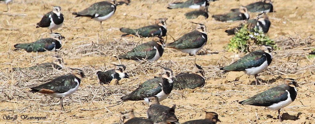 Northern Lapwingadult, Behaviour