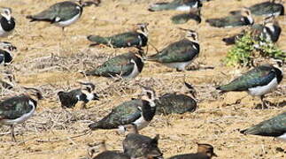 Northern Lapwing