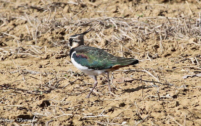 Northern Lapwingadult, Behaviour