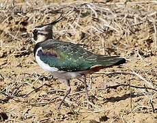 Northern Lapwing