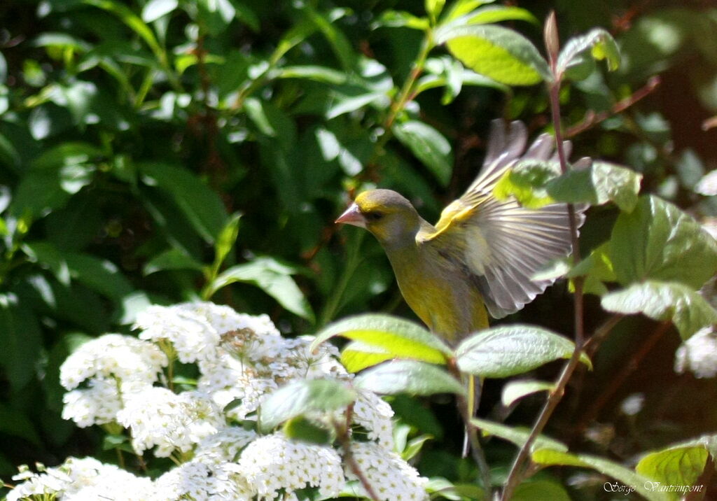 European Greenfinch, Flight