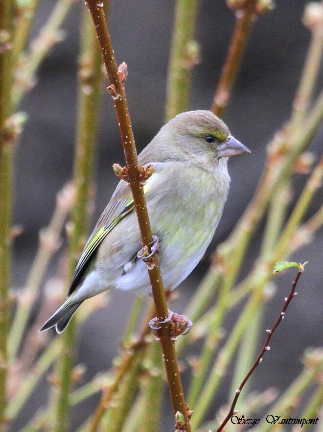 European Greenfinchadult, Behaviour