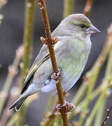 European Greenfinch