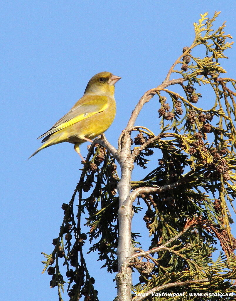 European Greenfinchadult, Behaviour