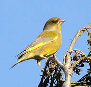 European Greenfinch