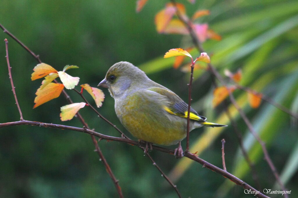 European Greenfinch, Behaviour