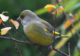 European Greenfinch