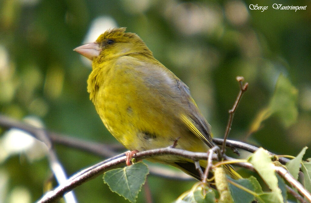 European Greenfinch, Behaviour