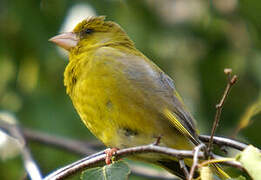 European Greenfinch