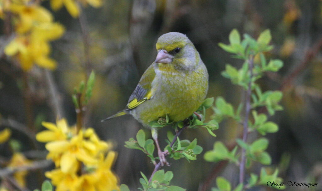 European Greenfinch, Behaviour