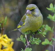 European Greenfinch