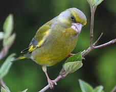 European Greenfinch