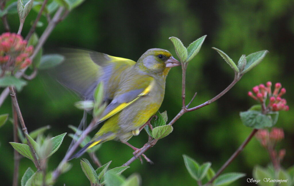 European Greenfinch, Flight