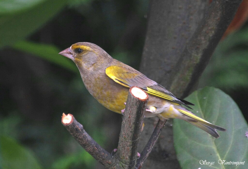 European Greenfinch, Behaviour