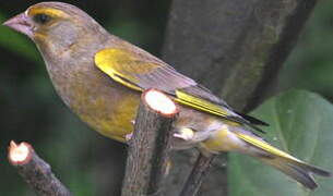 European Greenfinch