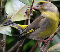 European Greenfinch