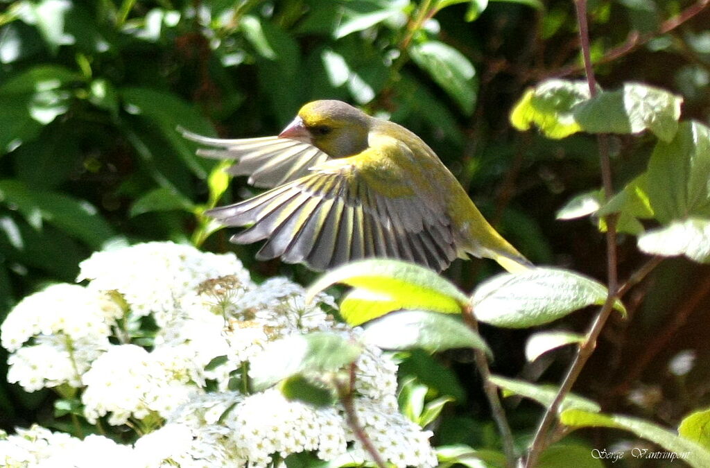 European Greenfinch, Flight