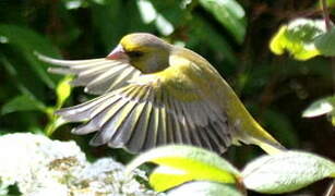 European Greenfinch