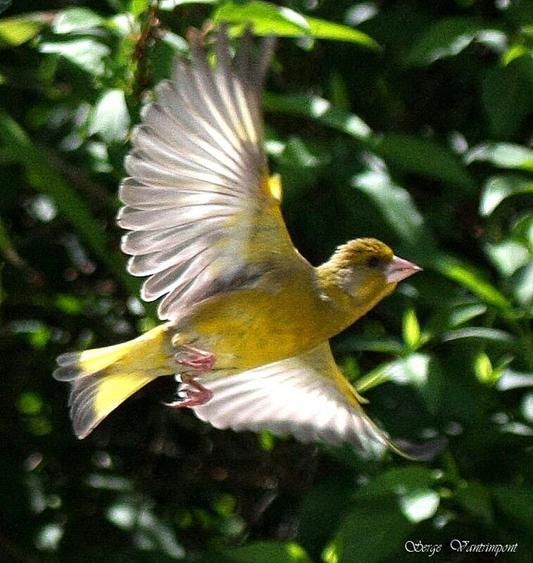 European Greenfinch, Flight