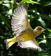 European Greenfinch