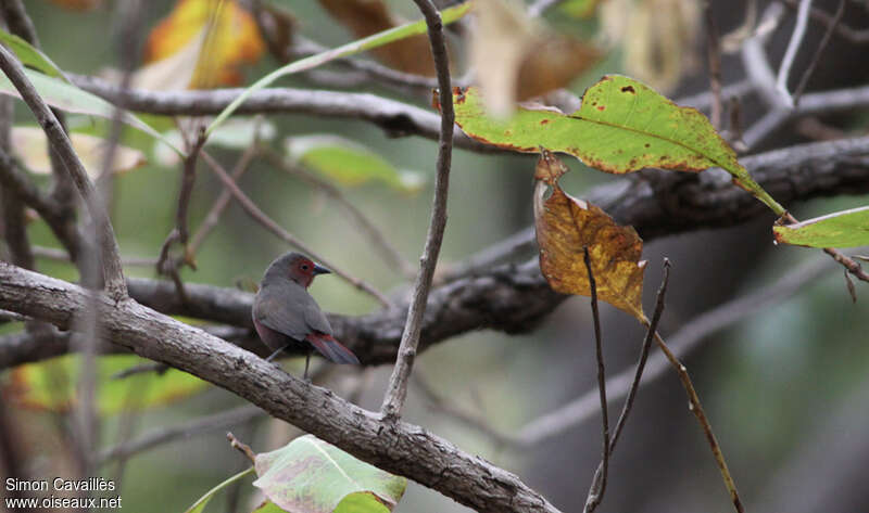 Mali Firefinch