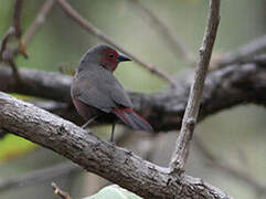 Mali Firefinch