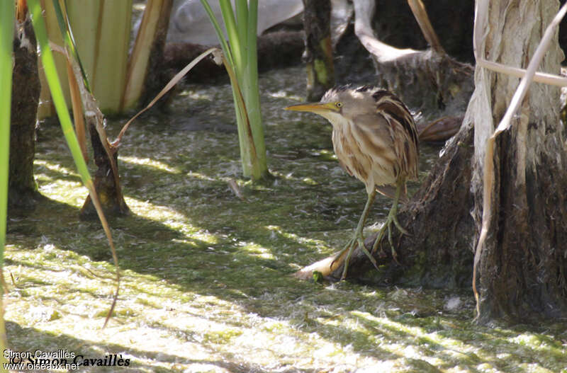 Stripe-backed Bitternadult, identification