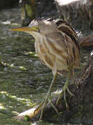 Stripe-backed Bittern