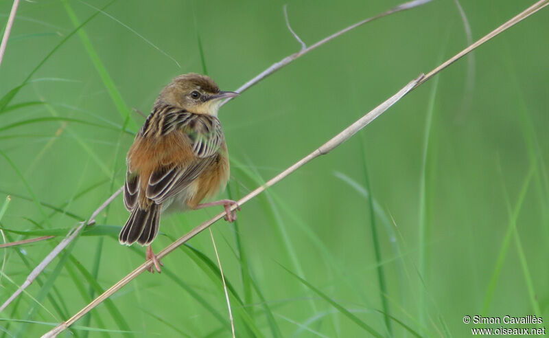 Black-backed Cisticola male adult breeding