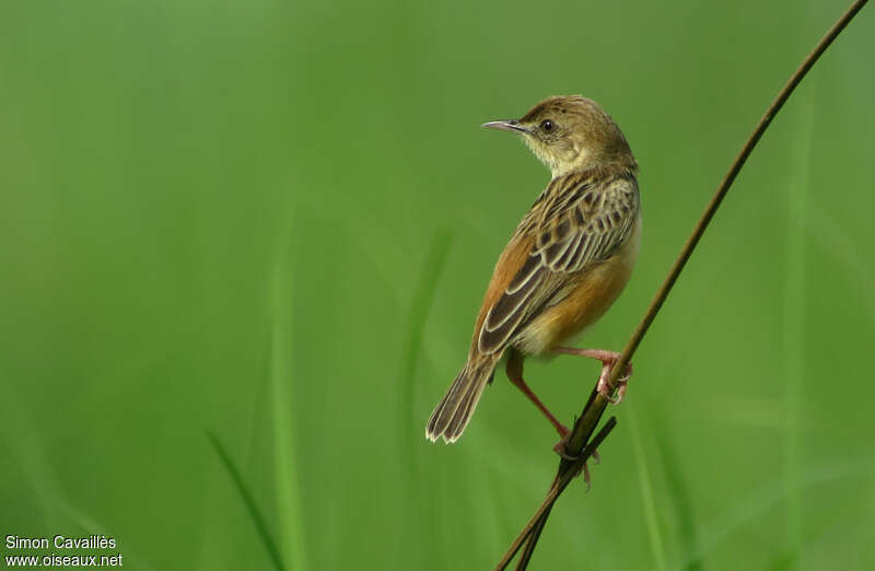 Black-backed Cisticola male adult breeding, identification