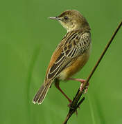 Black-backed Cisticola