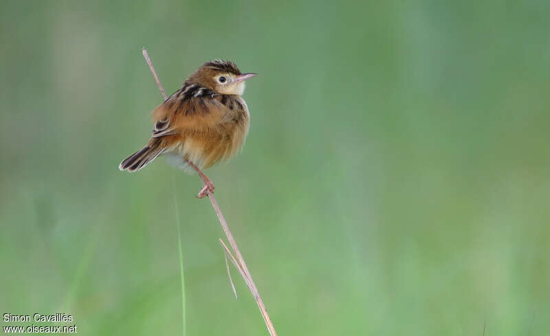 Black-backed Cisticola female adult breeding, identification